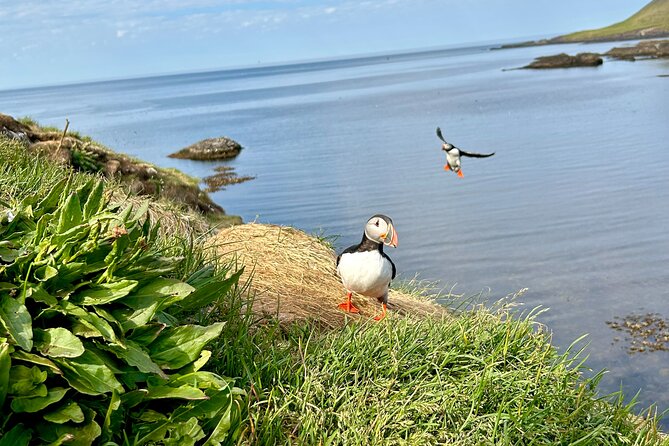 1 Hour Iceland Nature and Wildlife RIB Small Group Guided Safari - Seals, waterfalls, and a chance at whales