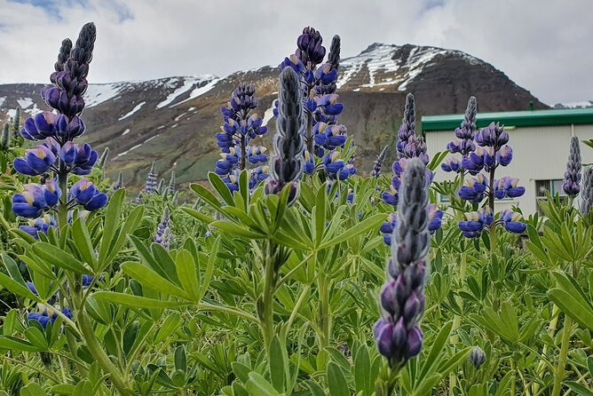 1-Hour Siglufjörður Stroll - Weather, timing, and cancellation