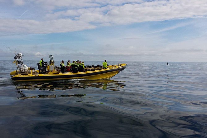 1-Hour Small Group Sightseeing Boat Tour in Vestmannaeyjar - What the small RIB adds to the experience