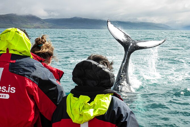 100% Whale Watching - The whales and wildlife you may see