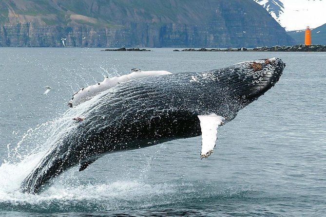 100% Whale Watching - How the value compares at $90