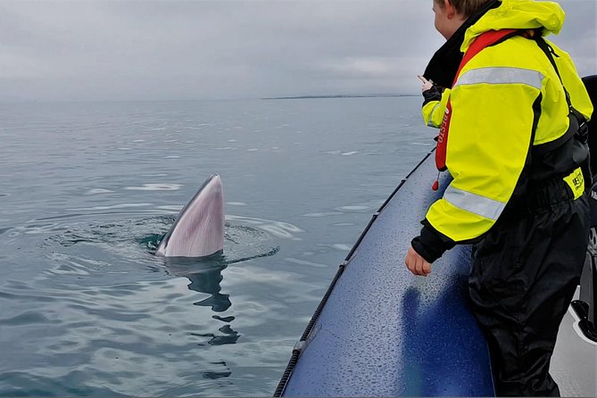 2-Hour RIB Boat Whale Watching Tour from Reykjavik - Leaving Reykjavik from the Old Harbour