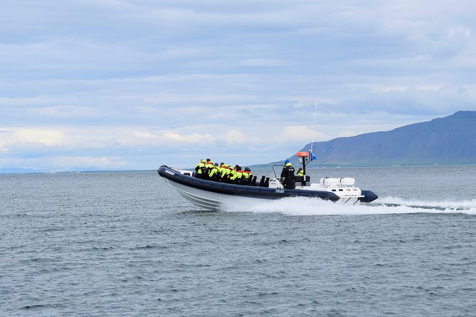 2-Hour RIB Boat Whale Watching Tour from Reykjavik - What you might see in the feeding grounds