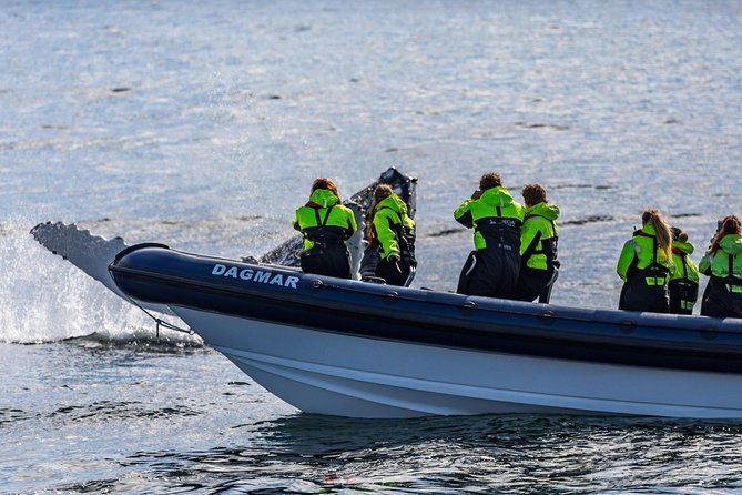 2-Hour RIB Boat Whale Watching Tour from Reykjavik - Akurey and the summer puffin stop
