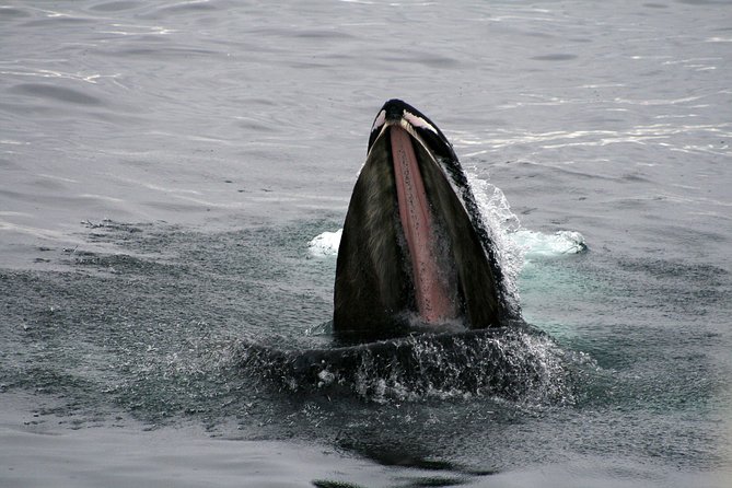 2-Hour RIB Boat Whale Watching Tour from Reykjavik - Returning along the Reykjavik coastline