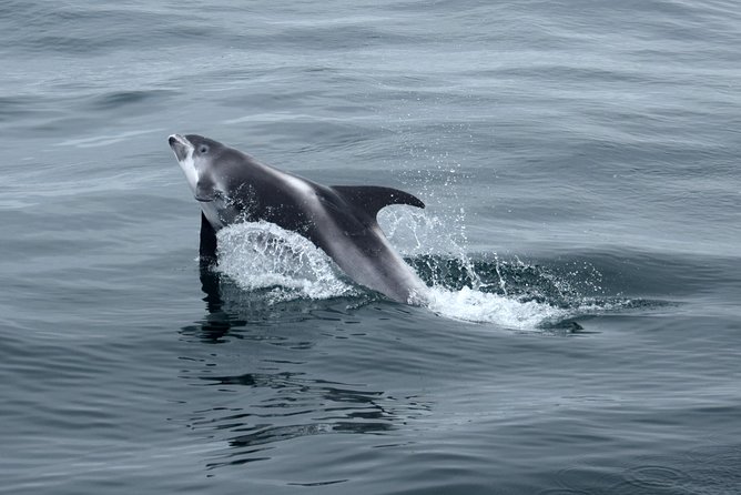 2-Hour RIB Boat Whale Watching Tour from Reykjavik - Is $189.87 a fair price?
