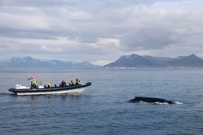 2-Hour RIB Boat Whale Watching Tour from Reykjavik - Suiting up for Icelandic wind and spray