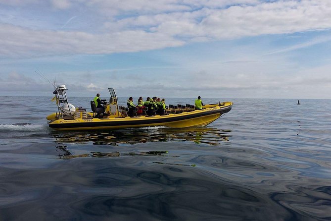 2 hour Round Trip in Vestmannaeyjar on a RIB Boat - Reaching Súlnasker and the farther islands