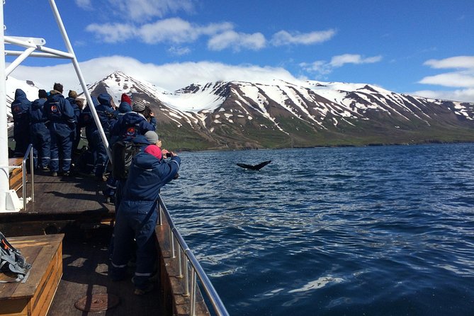 7-Day Complete Iceland: South Coast, Golden Circle, Akureyri & Snaefellsnes - Day 5: Akureyri, whales, and Siglufjörður