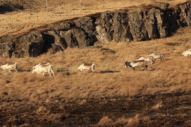 8 Day Winter Circle Tour, Ring Route of Iceland with Snæfellsnes Peninsula - Day 5: Geothermal earth and Lake Mývatn