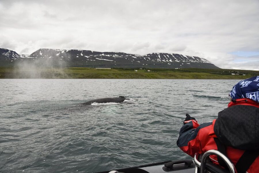 Akureyri: 2-Hour Whale Watching Express by RIB Speedboat - Timing your trip in Akureyri