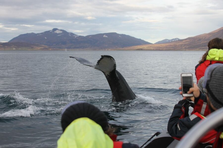 Akureyri: 2-Hour Whale Watching Express by RIB Speedboat - The RIB ride across Eyjafjord