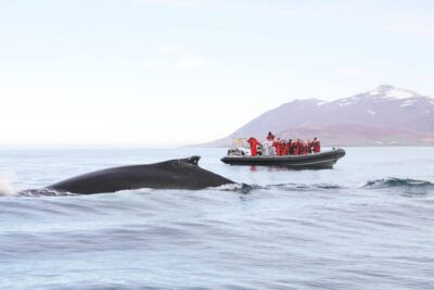 2-Hour Whale Watching Express by RIB Speedboat