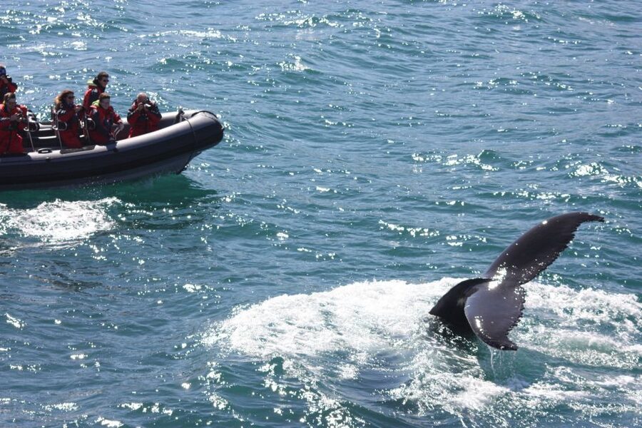 Akureyri: 2-Hour Whale Watching Express by RIB Speedboat - Searching the fjord for humpbacks
