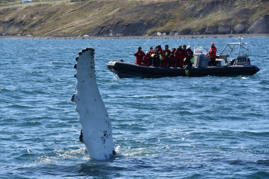 Akureyri: 2-Hour Whale Watching Express by RIB Speedboat - What the guides add to the two hours