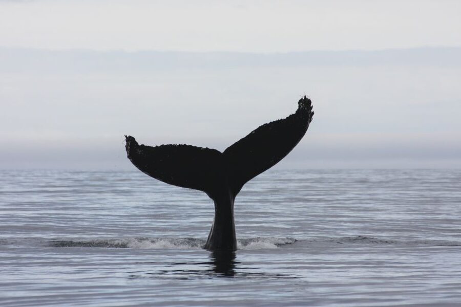 Akureyri: 2-Hour Whale Watching Express by RIB Speedboat - A possible waterfall bonus on the return
