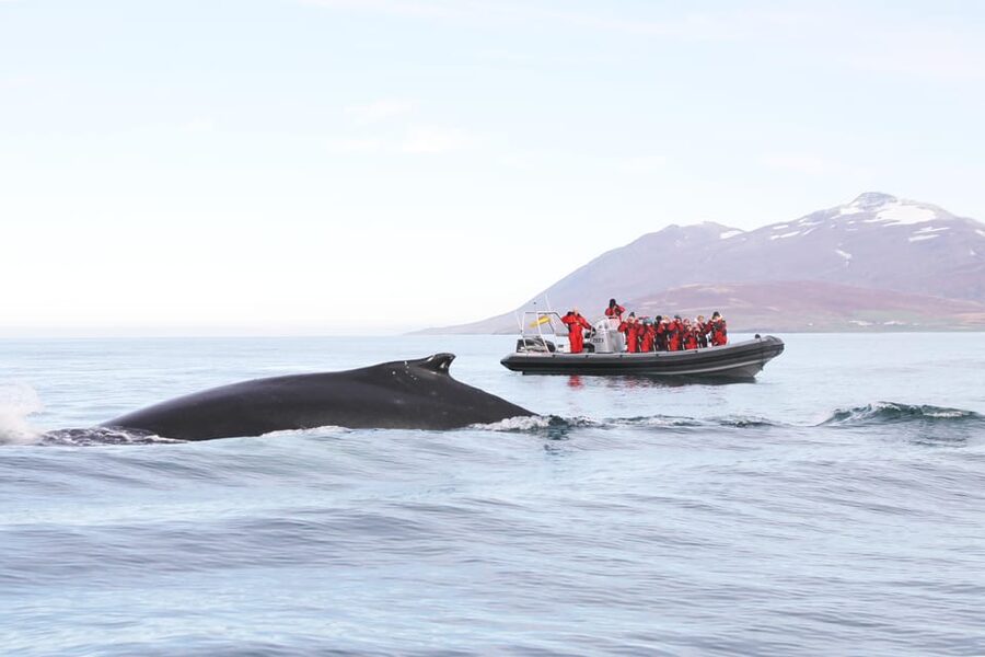 Akureyri: 2-Hour Whale Watching Express by RIB Speedboat - Getting suited up for North Iceland’s water