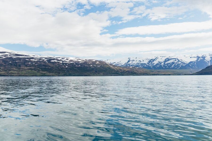 Akureyri: 3-Hour Classic Whale Watching Tour by Ship - Humpbacks, orcas, and the occasional surprise