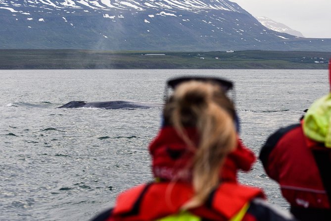 Akureyri Express Whale Watching by RIB boat - Key points at a glance