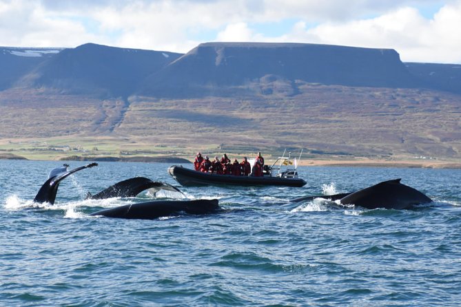 Akureyri Express Whale Watching by RIB boat - Leaving Akureyri from the central pier