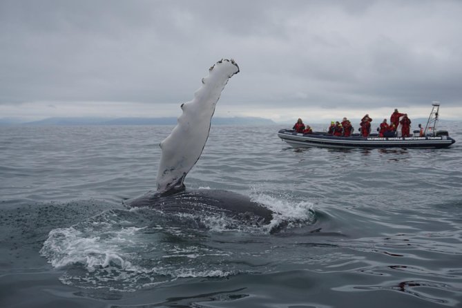 Akureyri Express Whale Watching by RIB boat - The fast run across Eyjafjörður