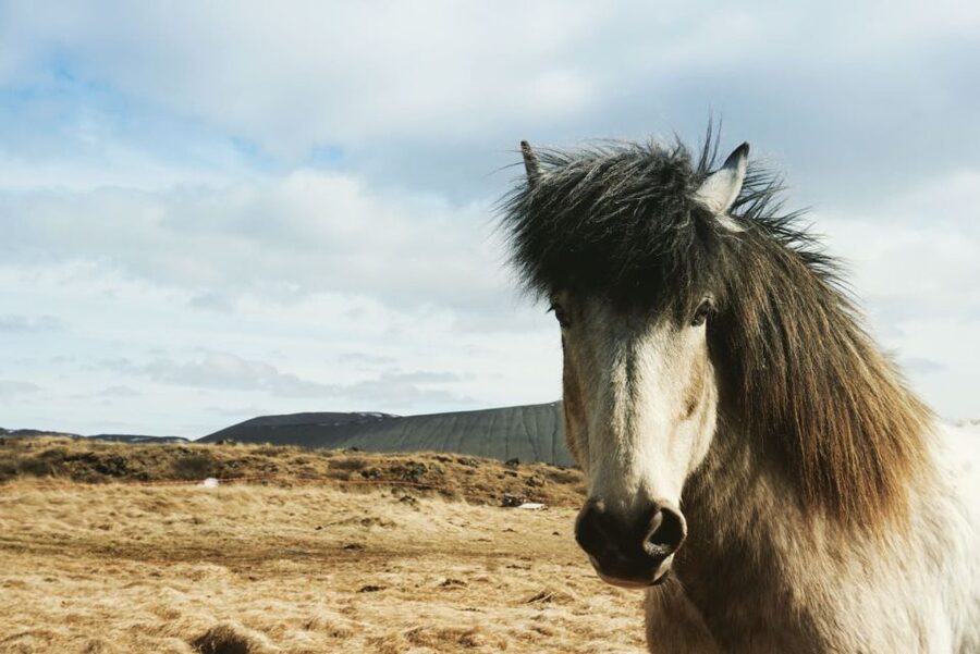 Akureyri Port: Lake Mývatn & Goðafoss Waterfall Day Trip - What the guide adds