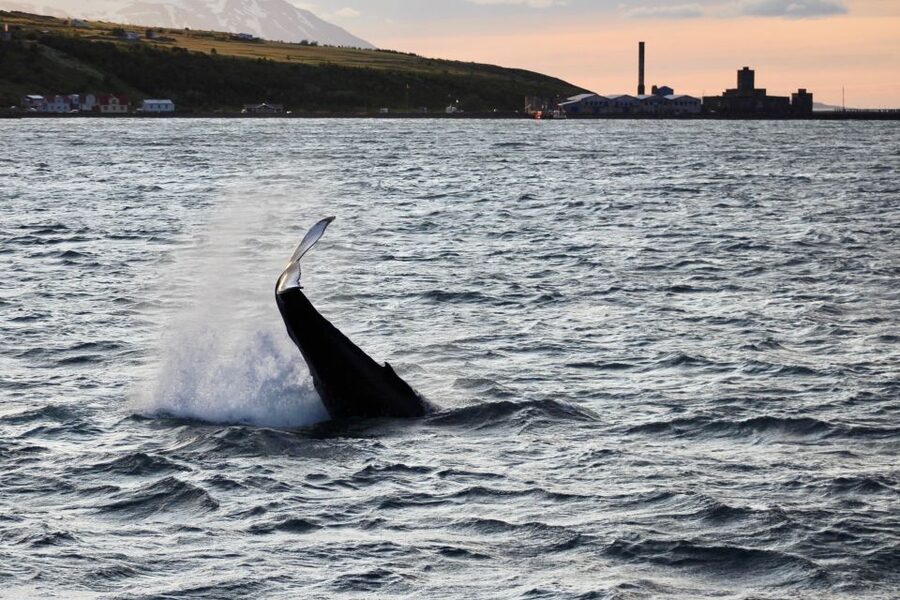 Akureyri: Whale Watching in the Midnight Sun - Key points to know before sailing