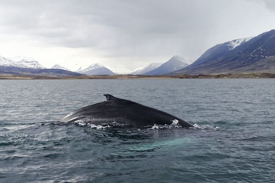 Akureyri: Whale Watching in the Midnight Sun - Who should book this Akureyri cruise?