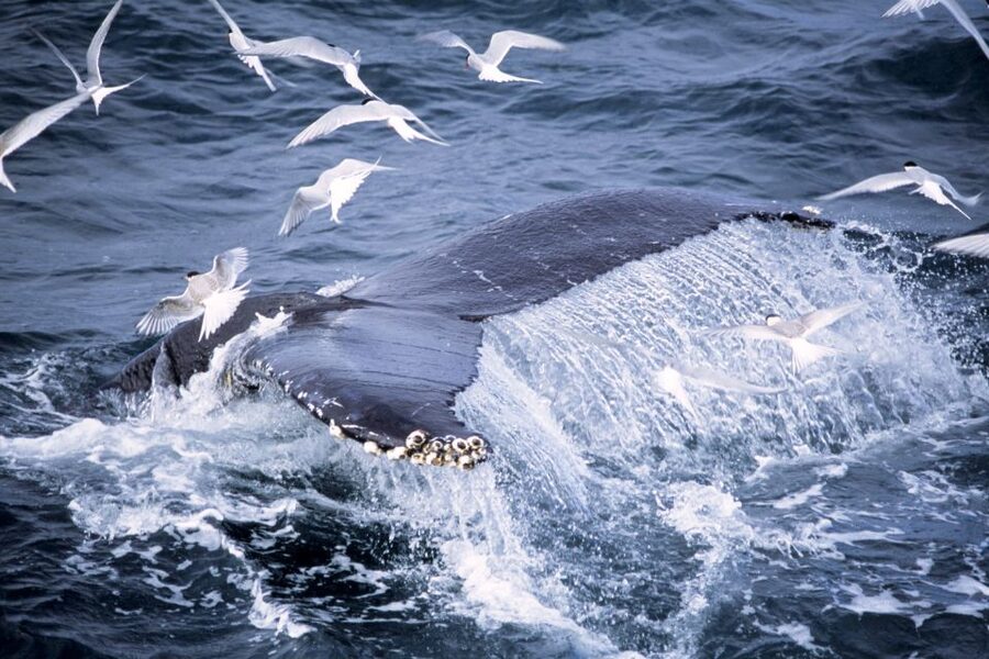 Akureyri: Whale Watching in the Midnight Sun - The midnight return and the real time commitment