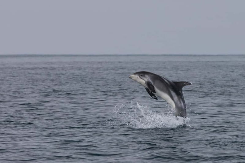 Akureyri: Whale Watching Shore Excursions - Minke whales, porpoises, dolphins, and seabirds