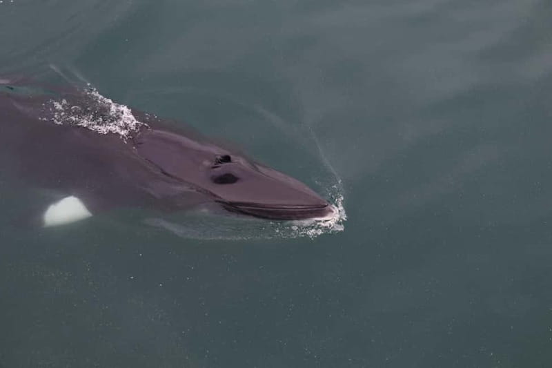 Akureyri: Whale Watching Shore Excursions - Searching for humpback whales
