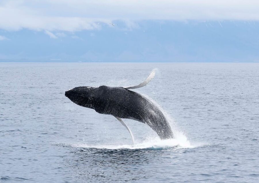 Akureyri: Whale Watching Tour & Forest Lagoon Entrance - Two very different ways to experience Eyjafjörður