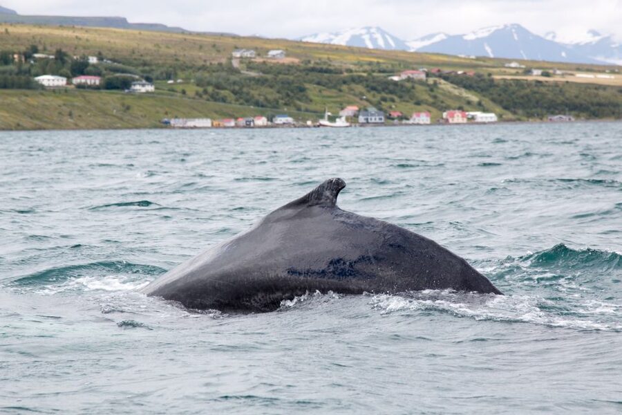 Árskógssandur: Whale-Watching Boat Trip - Key points to know before you go