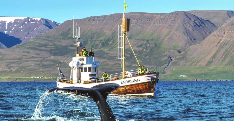 Árskógssandur: Whale-Watching Boat Trip - Why Árskógssandur makes a smart whale-watching base
