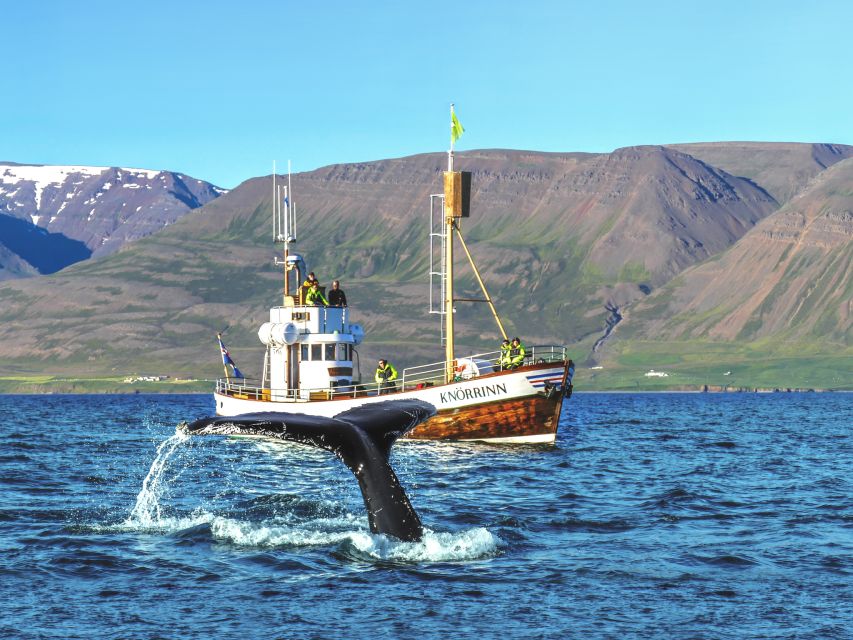 Árskógssandur: Whale-Watching Boat Trip - What the 2.5-hour trip feels like