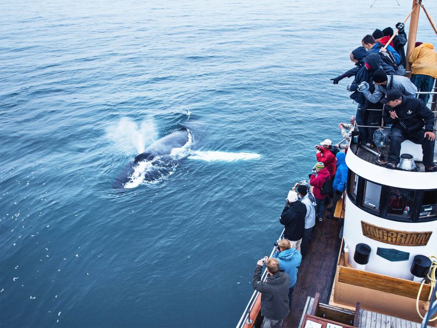 Árskógssandur: Whale-Watching Boat Trip - Guides, captains, and the quality of the commentary