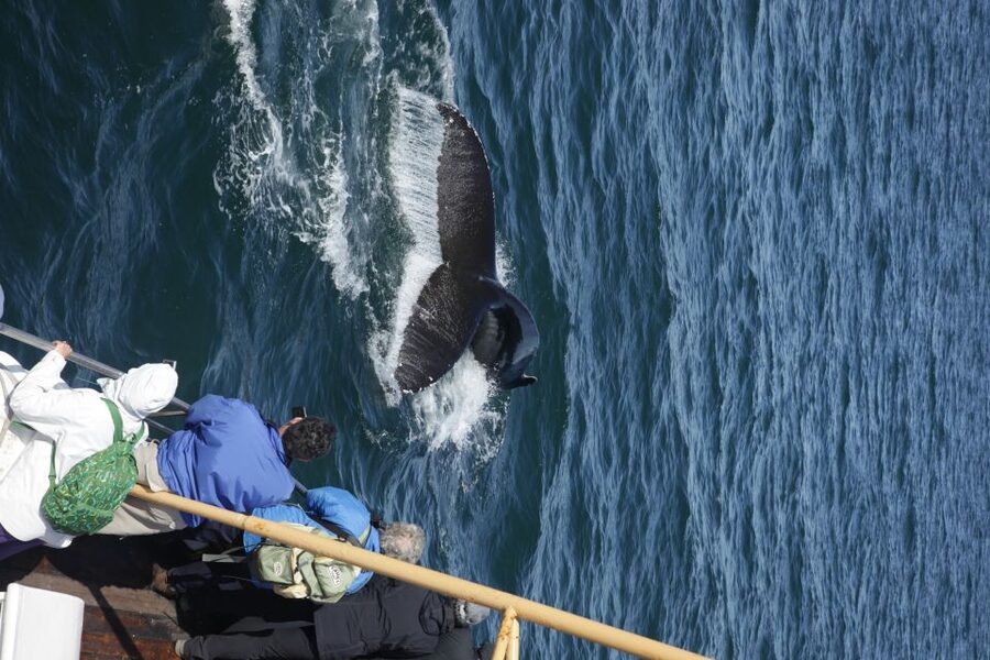 Árskógssandur: Whale-Watching Boat Trip - Is $96 a good value?