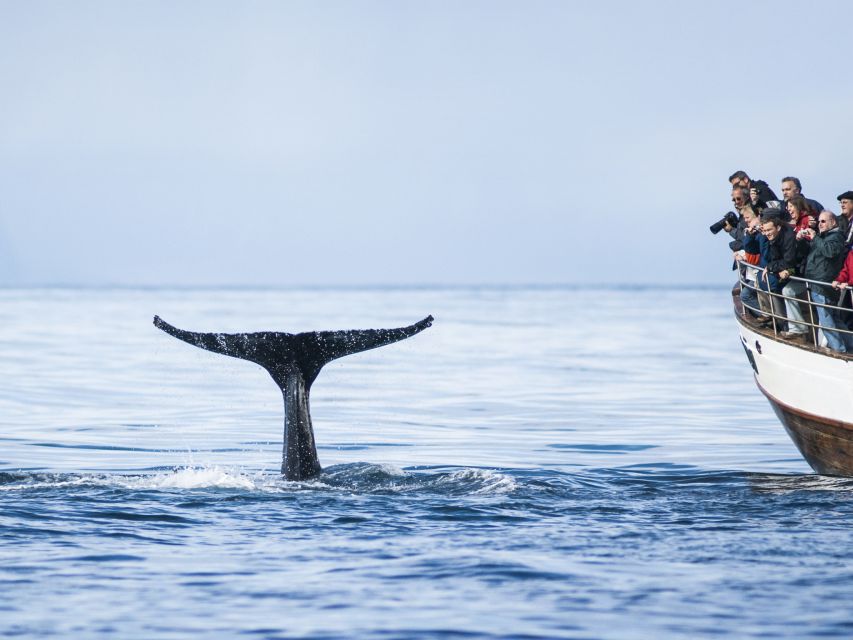 Árskógssandur: Whale-Watching Boat Trip - Who will enjoy this trip most?
