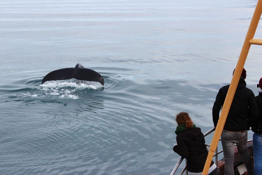 Árskógssandur: Whale-Watching Boat Trip - Practical details worth knowing