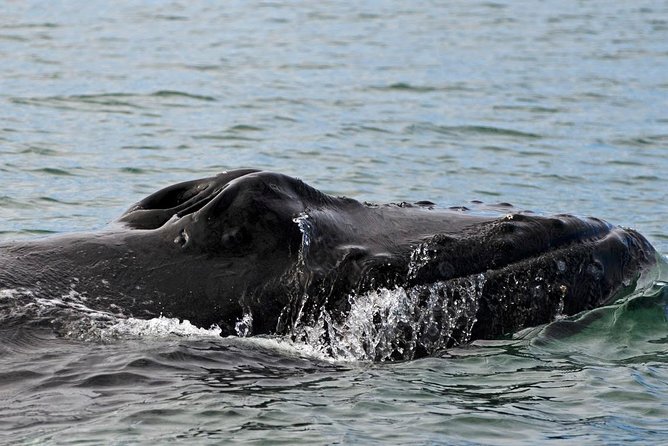 ATV & Whale Watching Full day adventure in Reykjavik - Rough ground on the way to Ulfarsfell Mountain