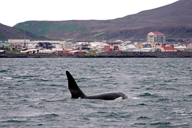ATV & Whale Watching Full day adventure in Reykjavik - Lunch at Reykjavik Harbor between the activities