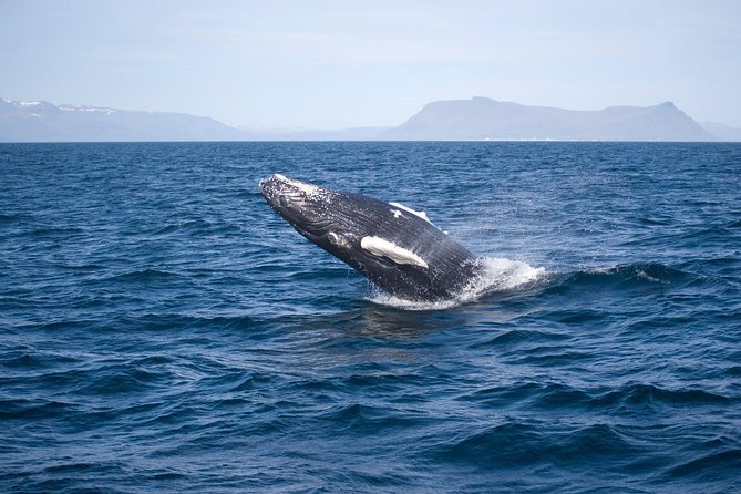 ATV & Whale Watching Full day adventure in Reykjavik - Photos from the mountain and the bay