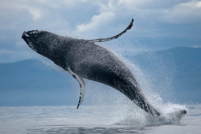 ATV & Whale Watching Full day adventure in Reykjavik - Getting ready for the one-hour ATV ride