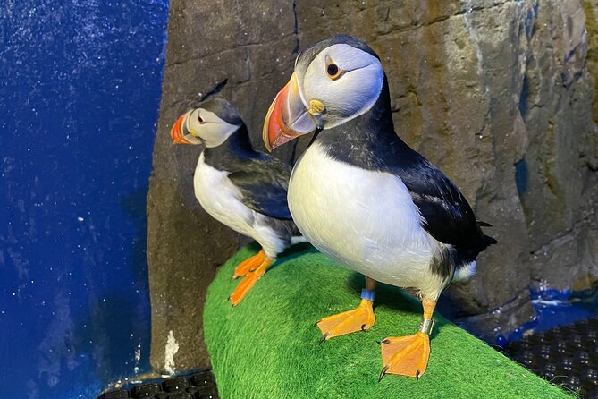 Beluga and Puffin Sanctuary Visitor Centre with Aquarium - What your 40 minutes at the sanctuary includes