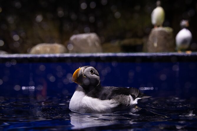 Beluga and Puffin Sanctuary Visitor Centre with Aquarium - Puffins, feeding time, and the hospital