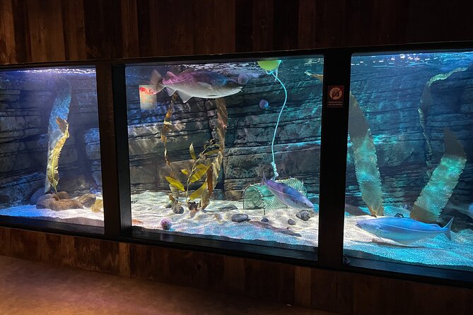 Beluga and Puffin Sanctuary Visitor Centre with Aquarium - Who will enjoy the SEA LIFE Trust visit?