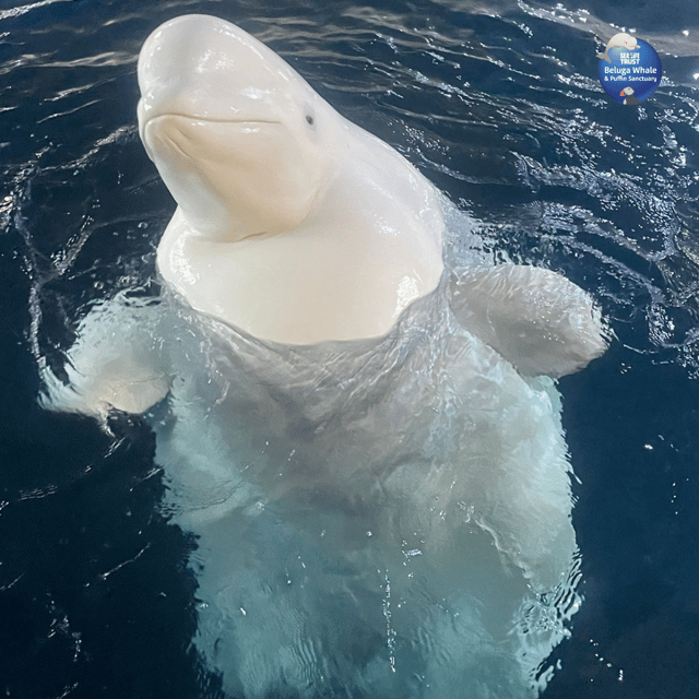 Beluga Whale Sanctuary - Admissions - Accessibility, cancellation, and booking details