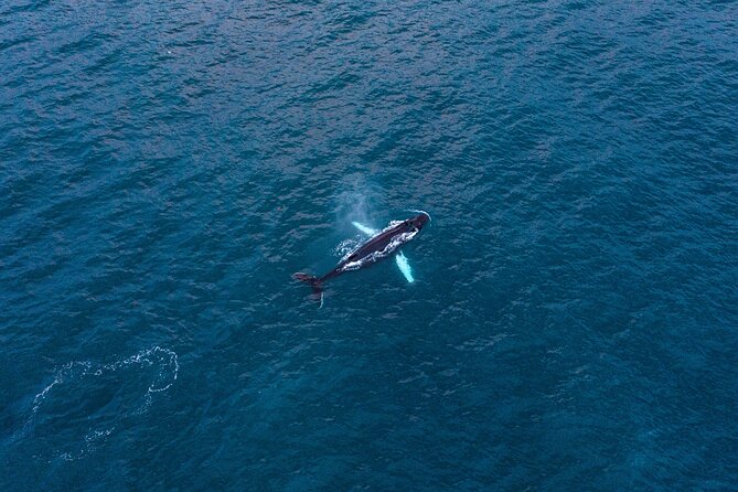 Big Whales & Puffins RIB boat tour from Húsavík - A fast start from Húsavík harbour
