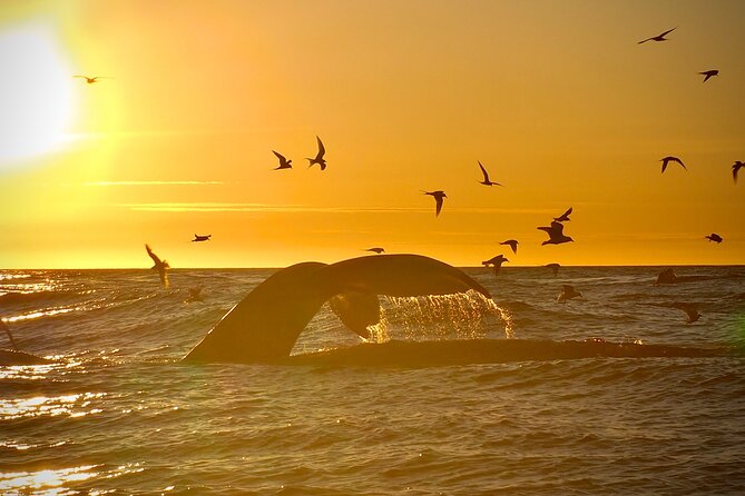 Big Whales & Puffins RIB boat tour from Húsavík - Lundey, Puffin Island, from April to August