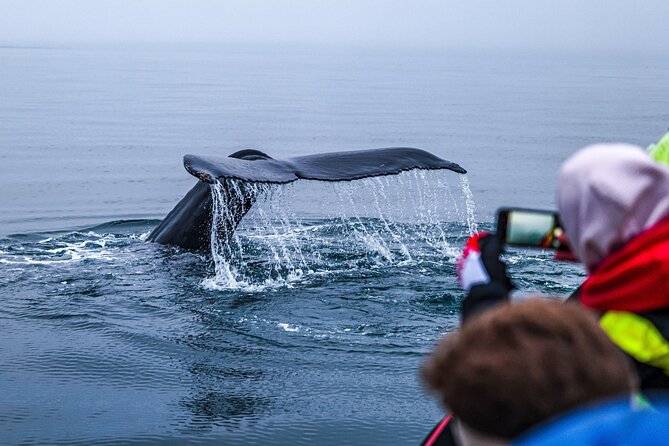 Big Whales & Puffins RIB boat tour from Húsavík - Tjörnes Peninsula and two million years of earth history